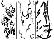 Bakterien Morphologien